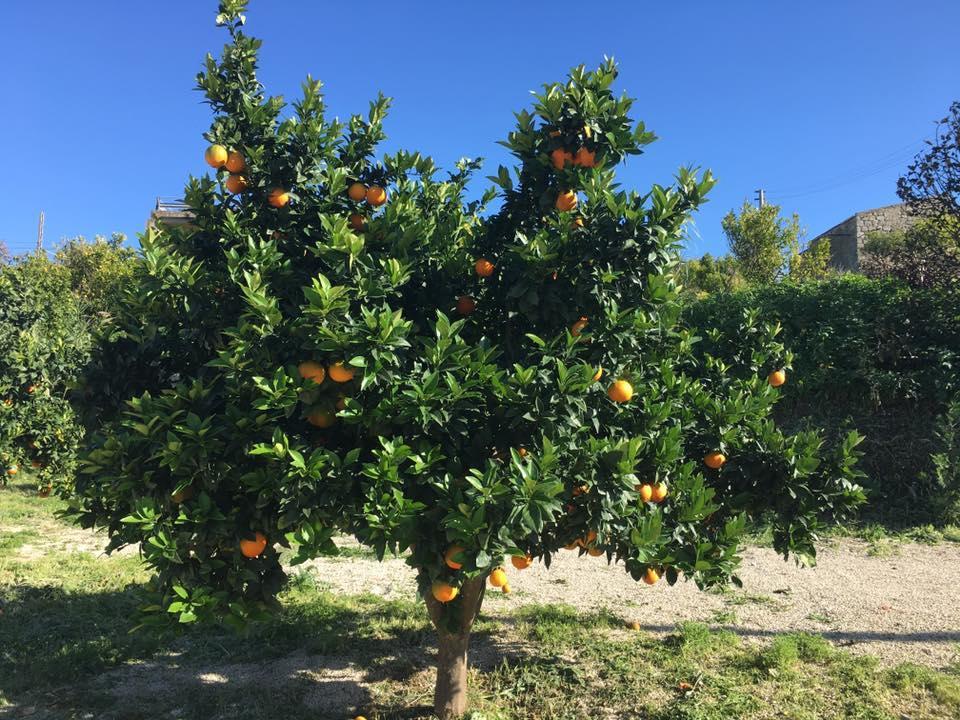 Tenuta Lanza Il Mulino Acquaviva Platani Exterior foto